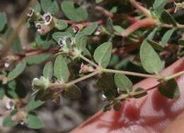 Imagem de Euphorbia melanadenia Torr. & A. Gray