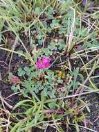 Слика од Trifolium burchellianum Ser.