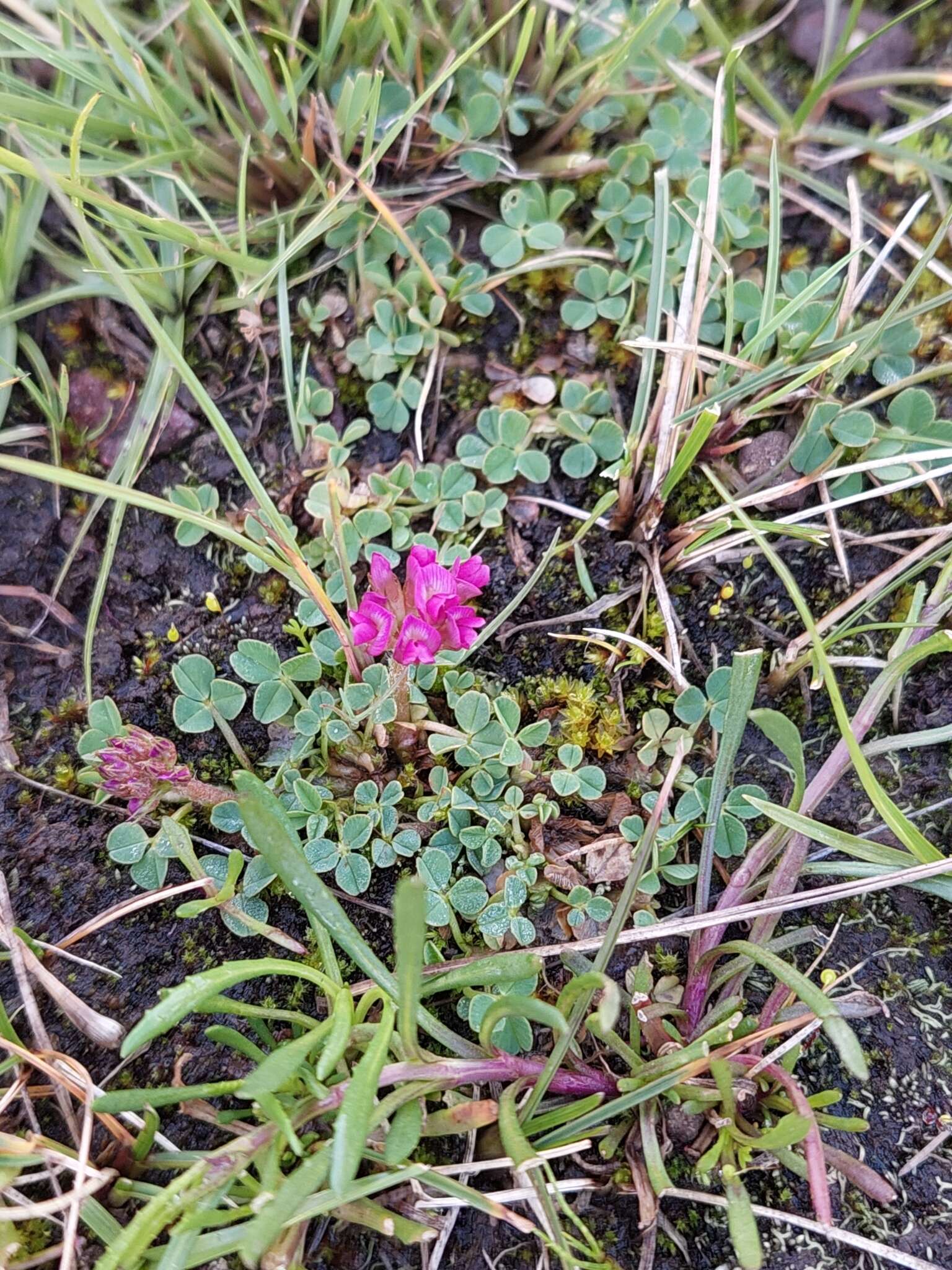 Слика од Trifolium burchellianum Ser.