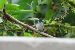 Image of Andean Emerald