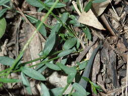 Image de Cyanothamnus polygalifolius