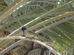 Image of White-eyed Bulbul