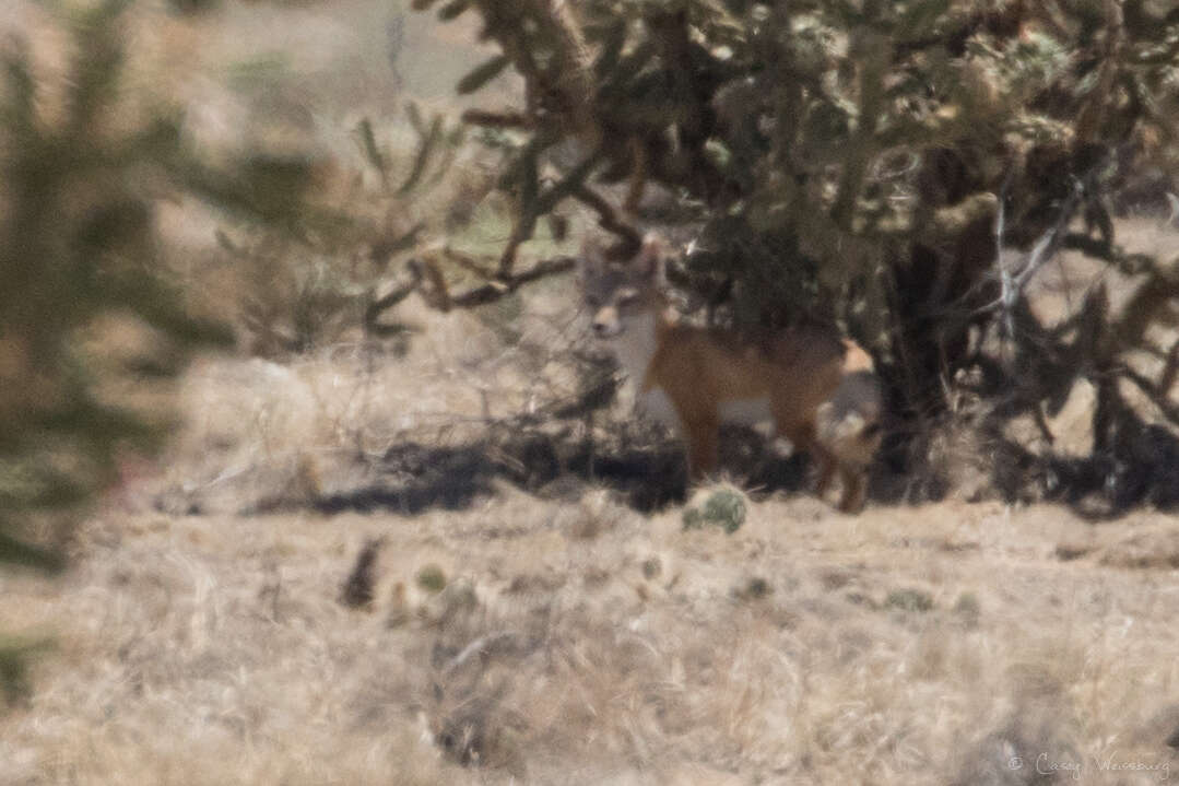 Image de Renard Véloce