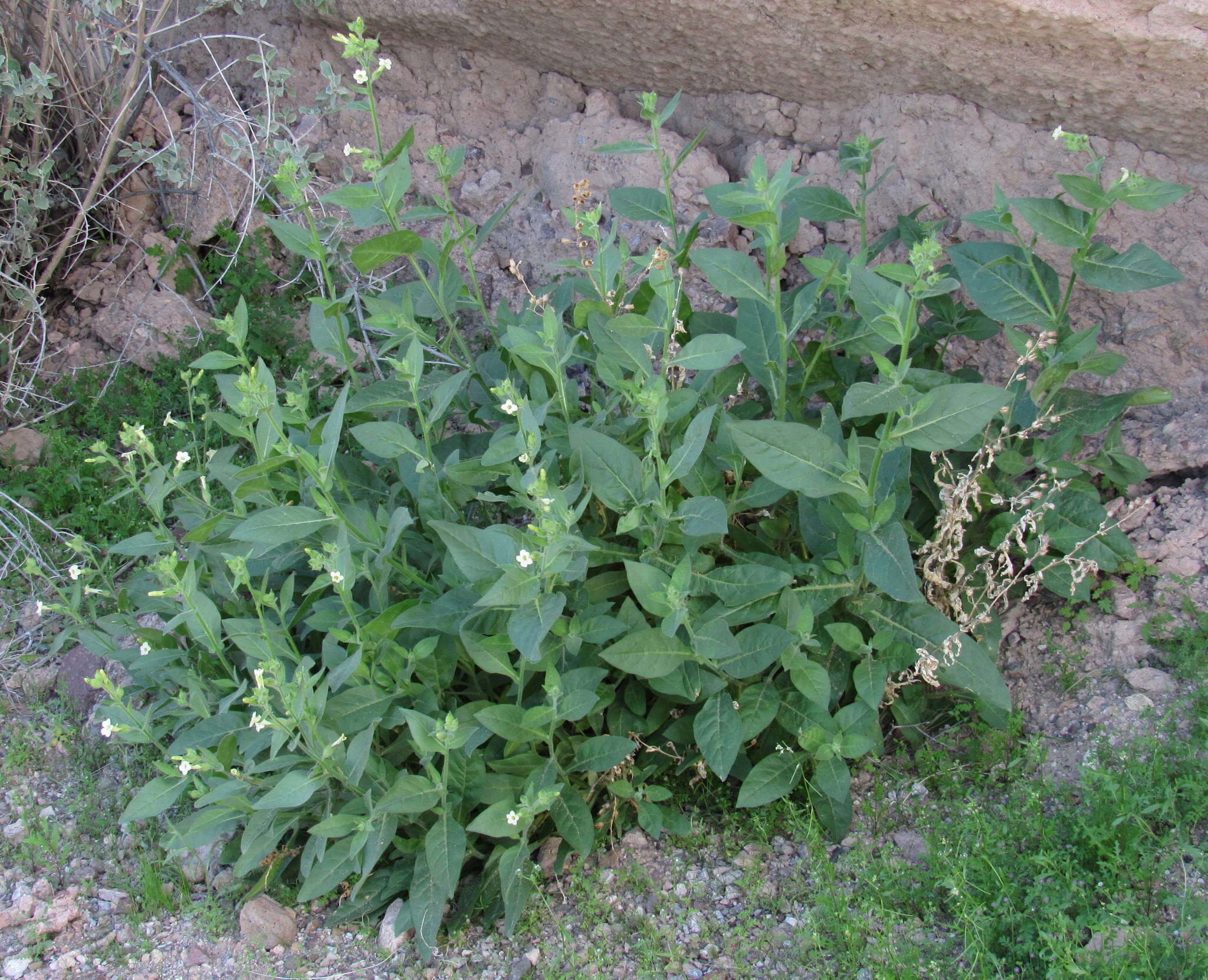 Image of desert tobacco,