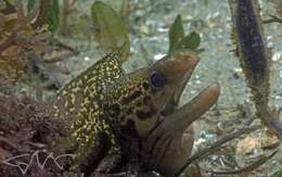 Image of Australian moray