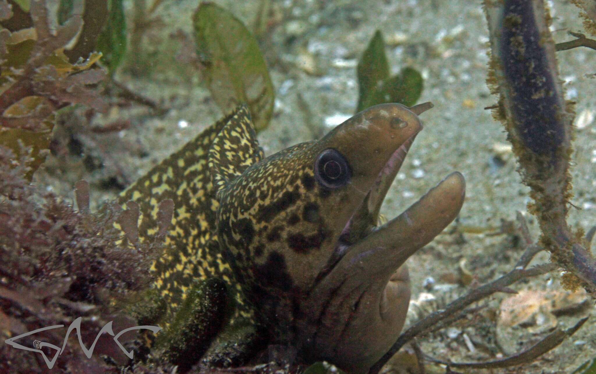 Image of Australian moray