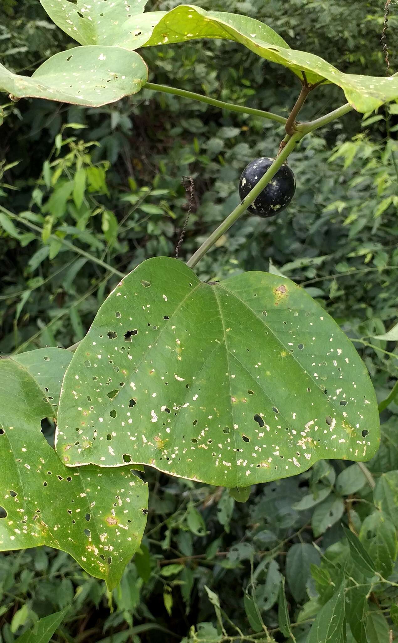 Image of Passiflora anfracta Mast. & Andre