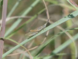 Plancia ëd Brachycrotaphus