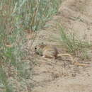 Image of THICK-TAILED THREE-TOED JERBOA