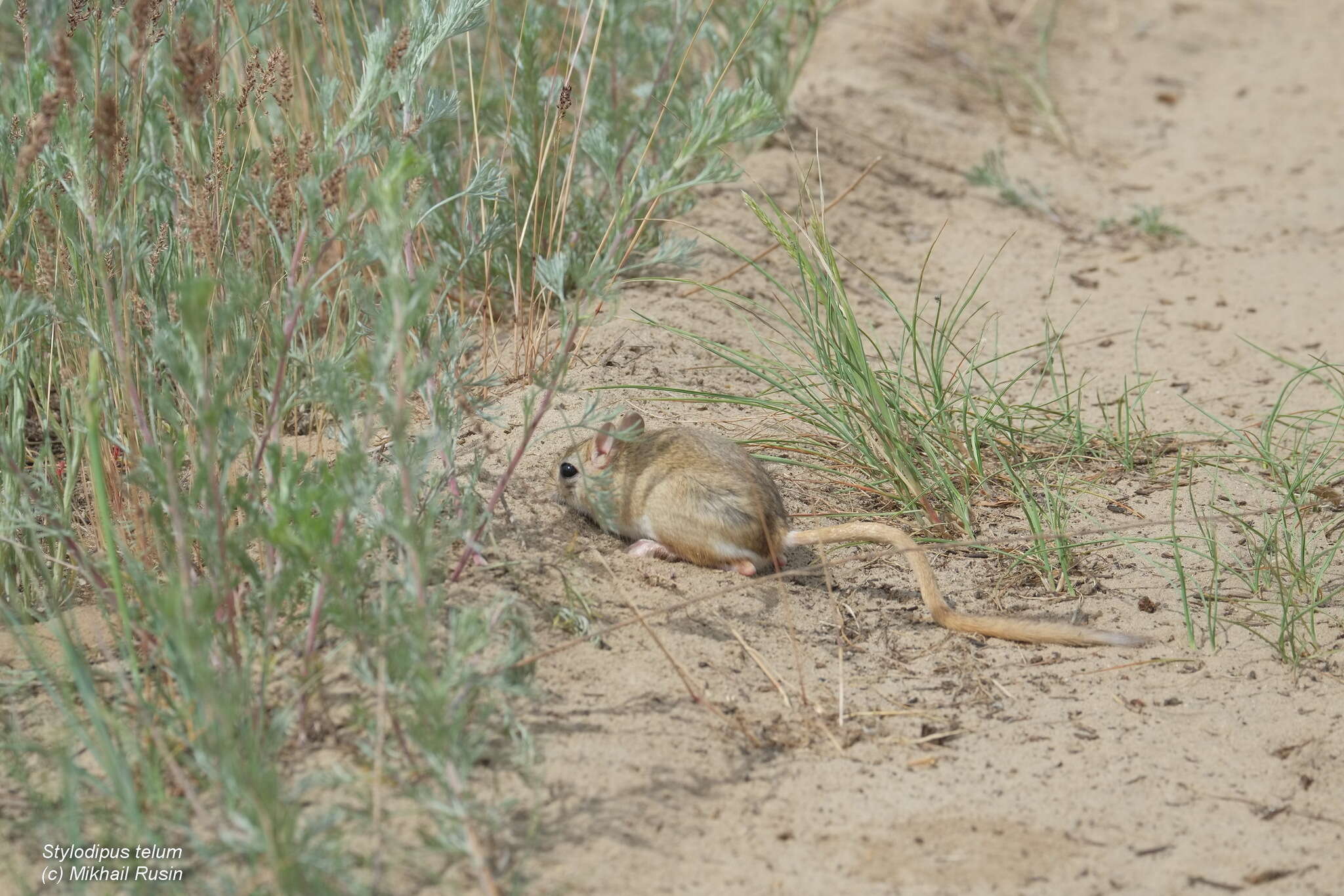 Image of THICK-TAILED THREE-TOED JERBOA