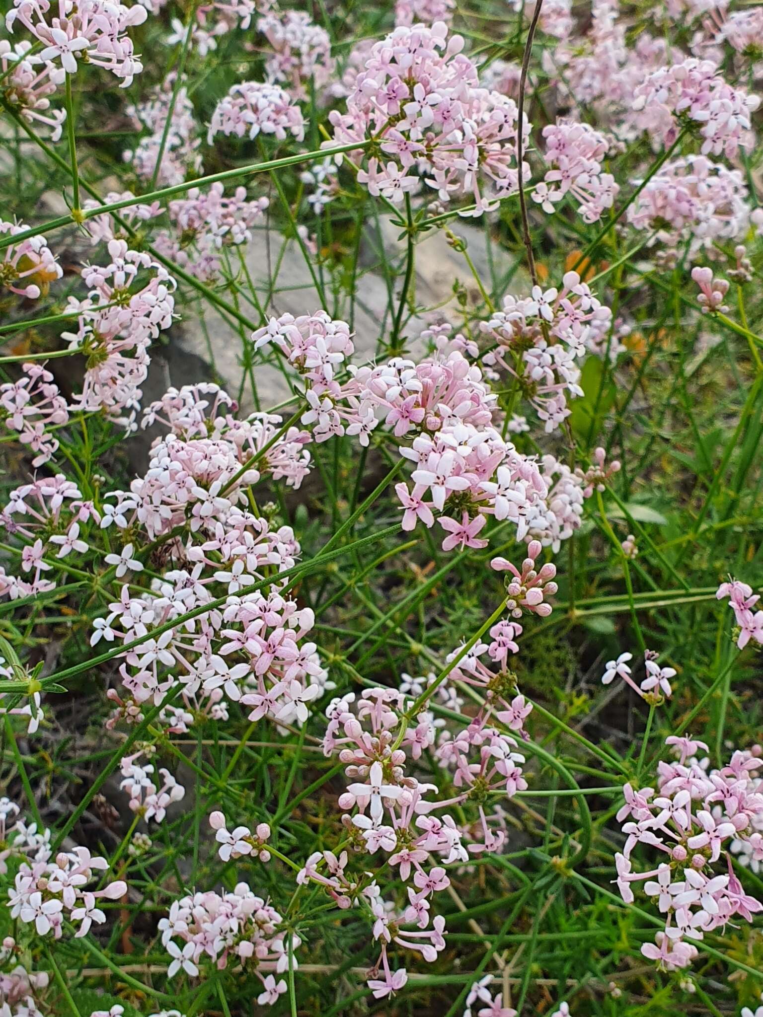 Plancia ëd Asperula hirsuta Desf.