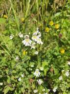 Imagem de Euphrasia officinalis L.