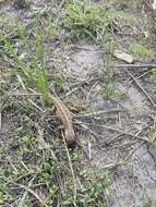 Image of Goldman's Bunchgrass Lizard