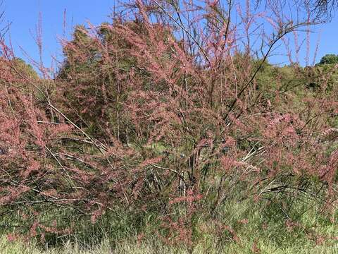 Image of smallflower tamarisk