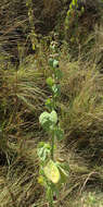 Imagem de Abutilon angulatum (Guill. & Perr.) Mast.