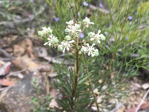 Image of Poranthera corymbosa Brongn.