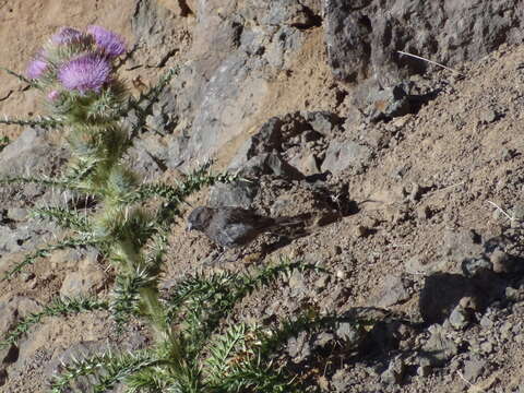 Imagem de Cirsium eatonii var. peckii (L. F. Henderson) D. J. Keil