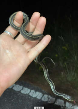 Image of Thamnophis sirtalis similis Rossman 1965