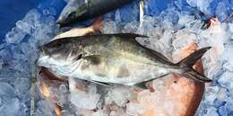 Image of Almaco Amberjack