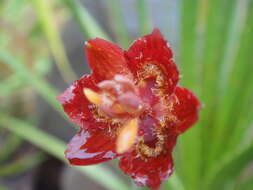 Calochortus pringlei B. L. Rob. resmi