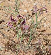 Imagem de Gladiolus arcuatus Klatt