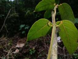 Sivun Matelea lanceolata (Decne.) R. E. Woodson kuva