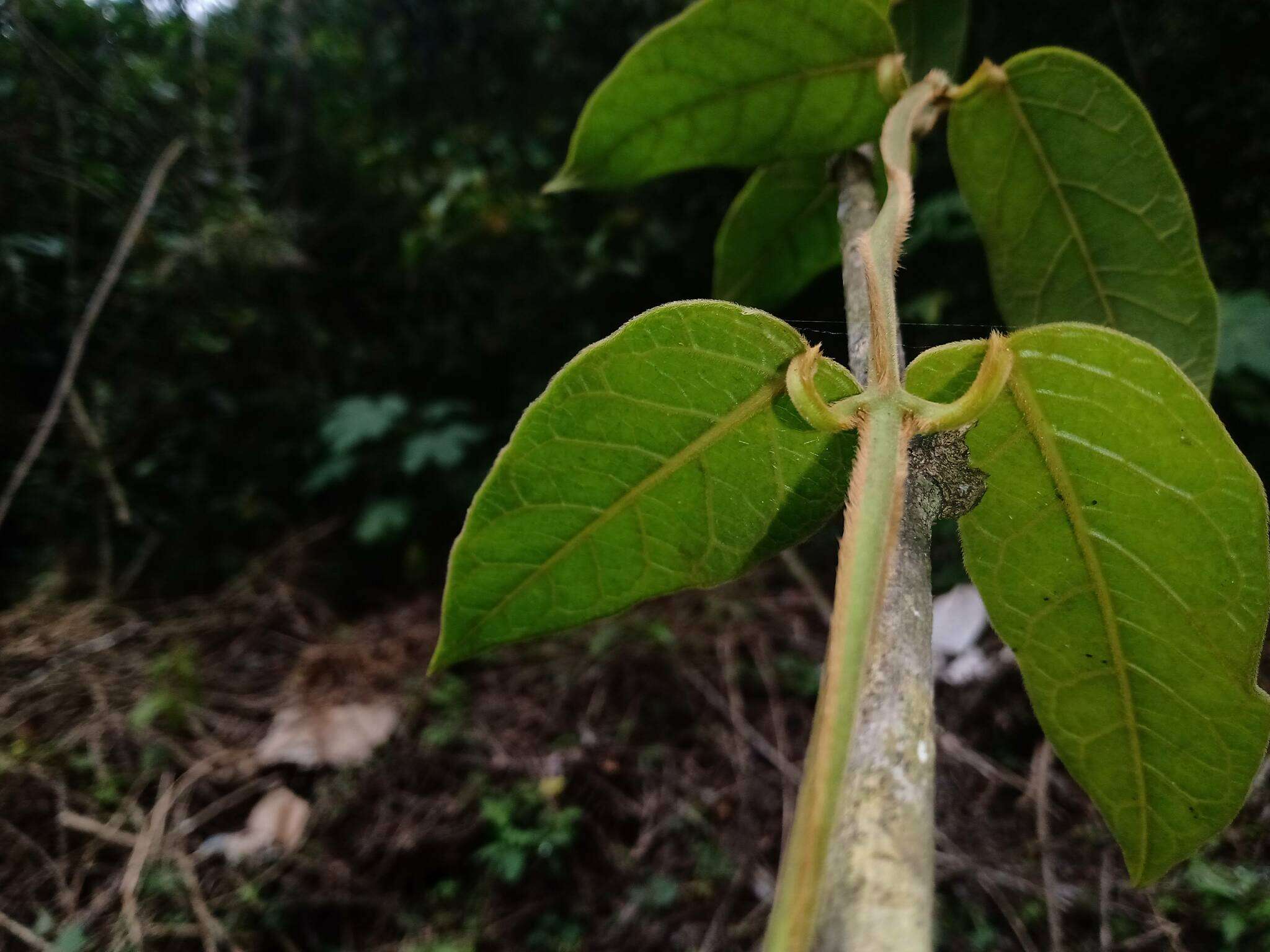 Sivun Matelea lanceolata (Decne.) R. E. Woodson kuva