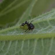 Image of Ant-mimicking Treehopper