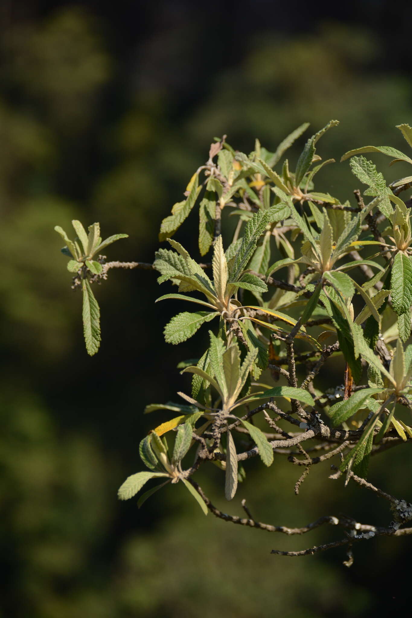 صورة Tarchonanthus trilobus var. galpinii (Hutch. & Phill.) J. Paiva