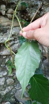 Image of Betel pepper