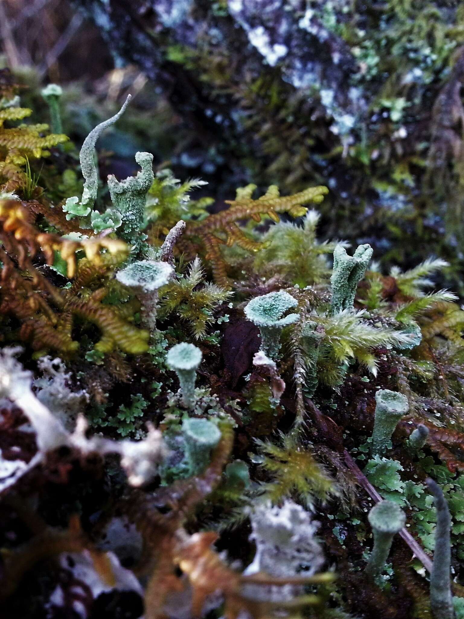 Image of Mealy Pixie-cup Lichen