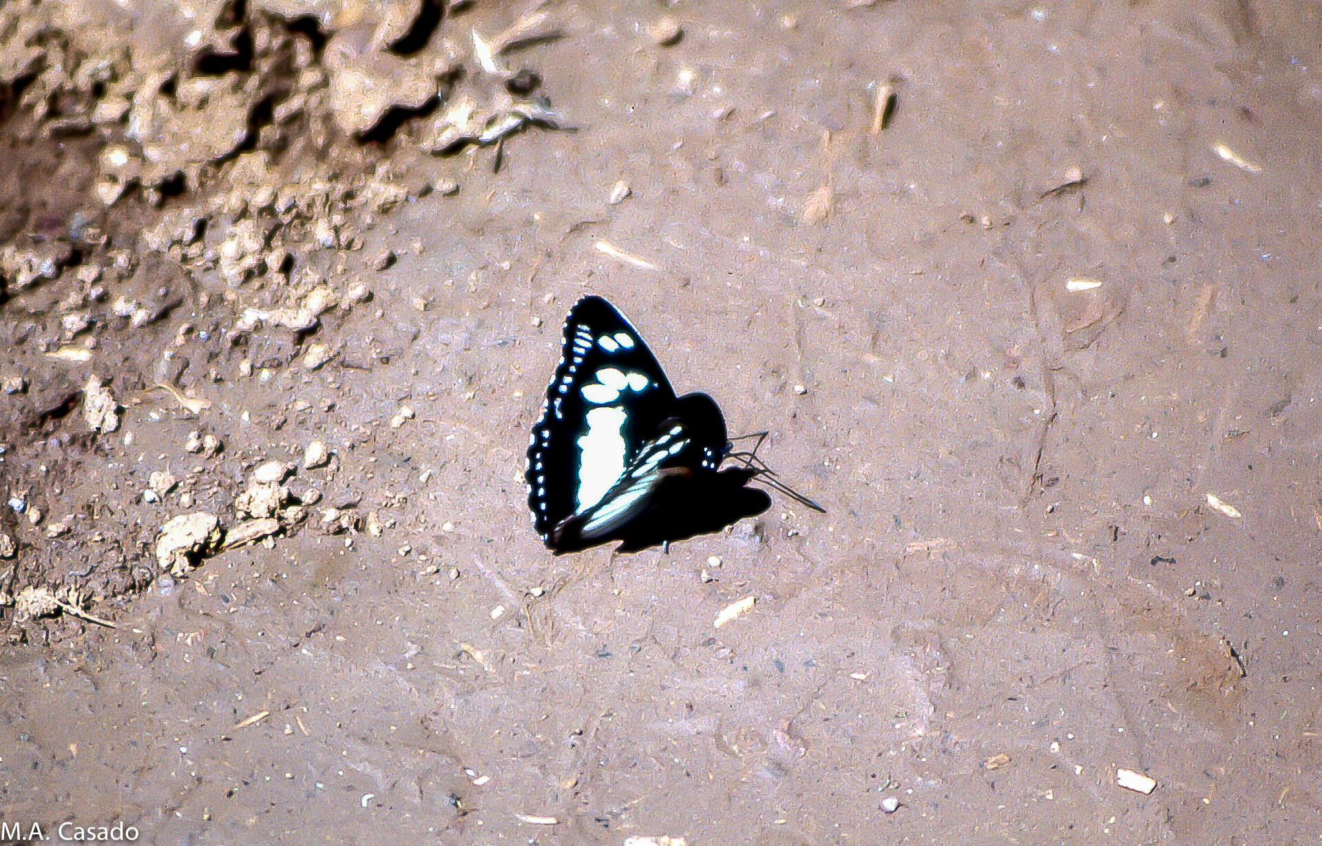 Image of Pseudacraea lucretia apaturoides