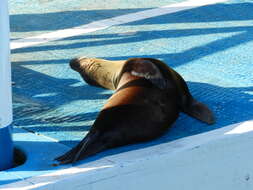 Image of Sea Lion