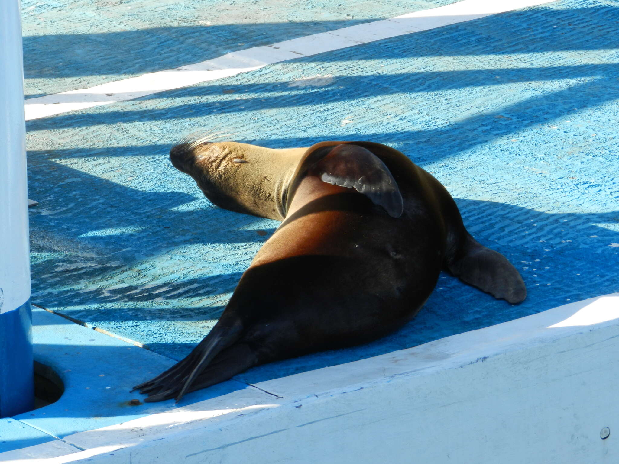 Image of Sea Lion