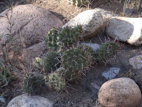 Image of Opuntia sulphurea G. Don ex Loudon