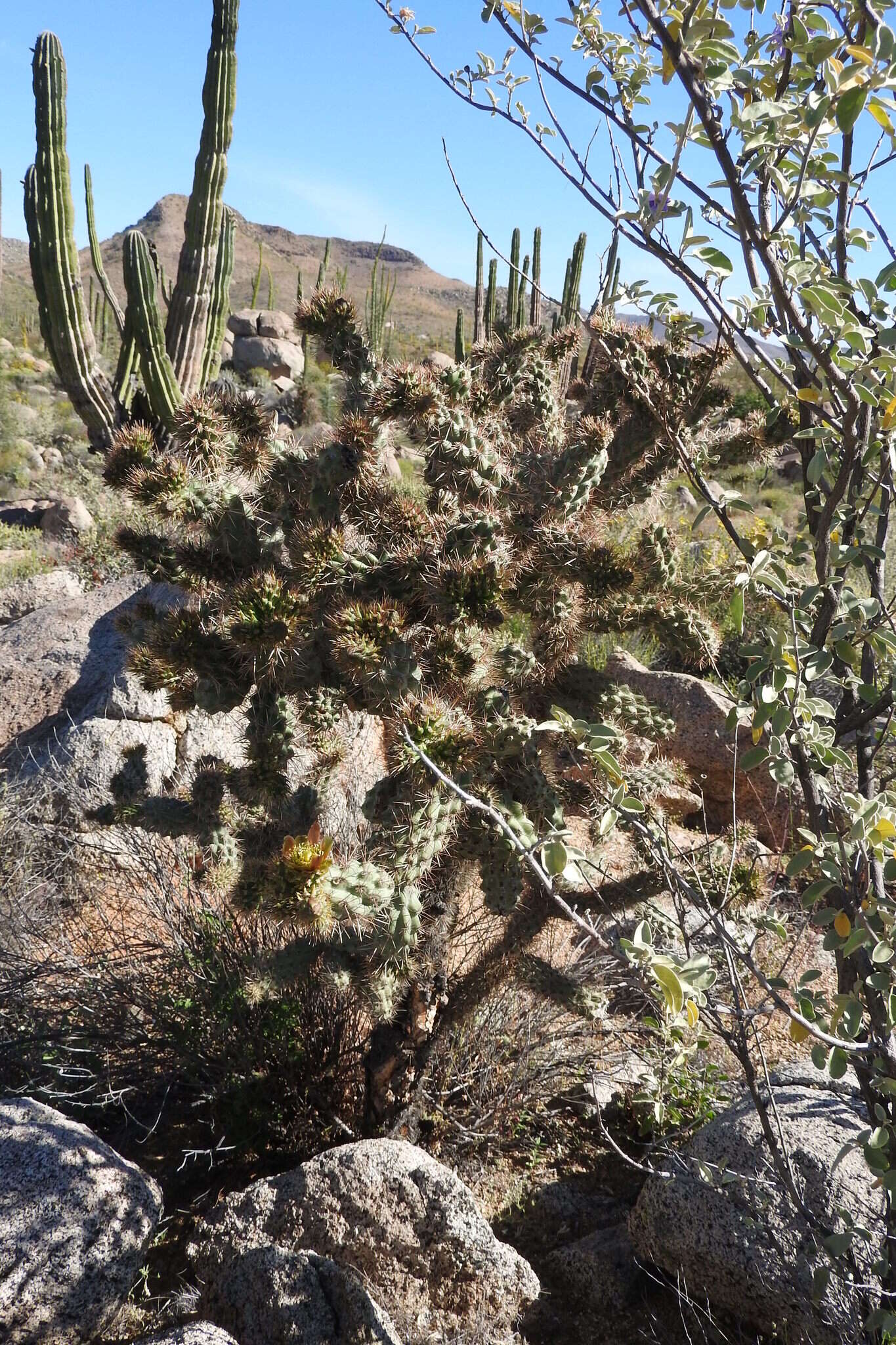 Image of Cylindropuntia alcahes var. alcahes