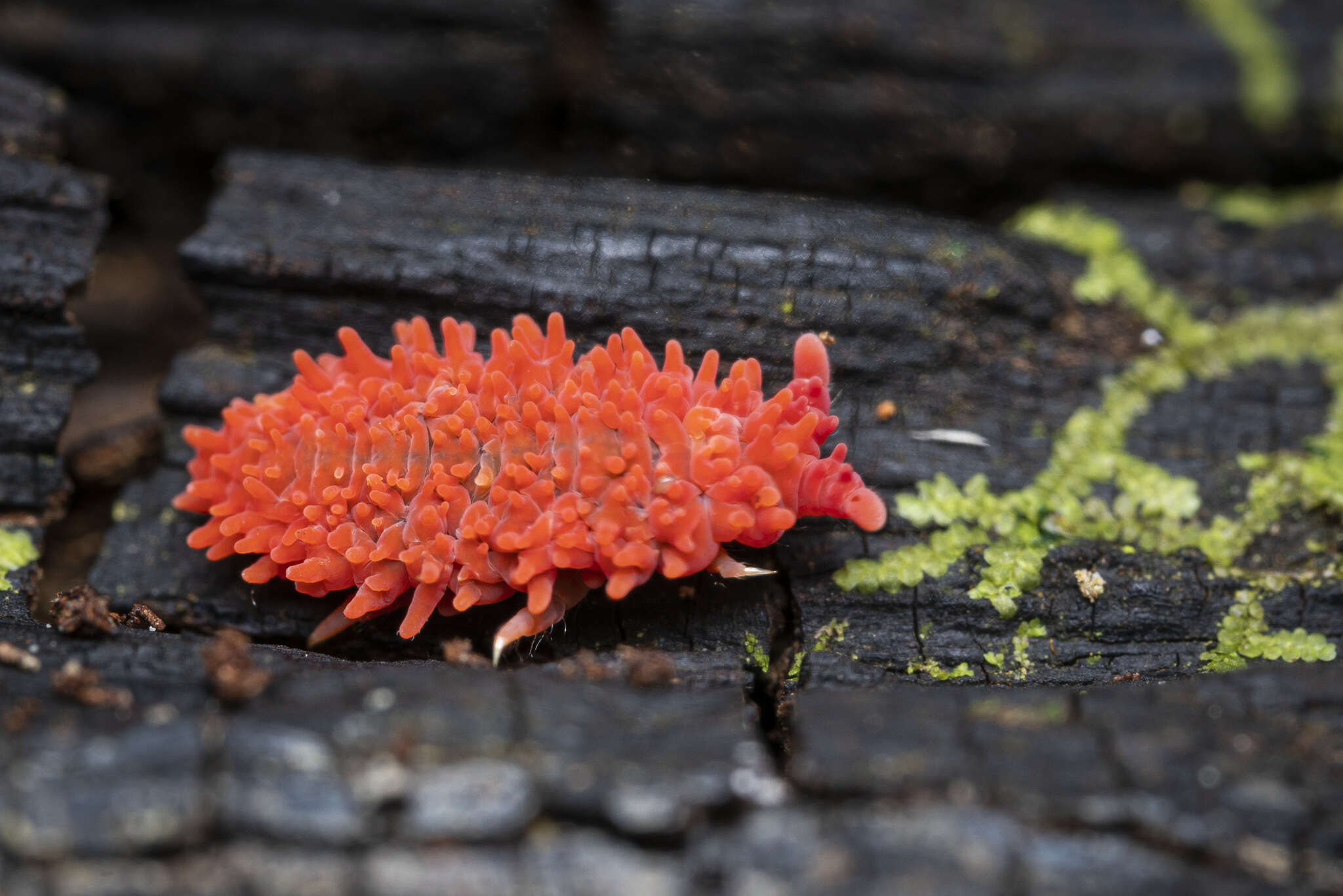 Image of Caledonimeria mirabilis Delamare Deboutteville, C, Massoud & Z 1962