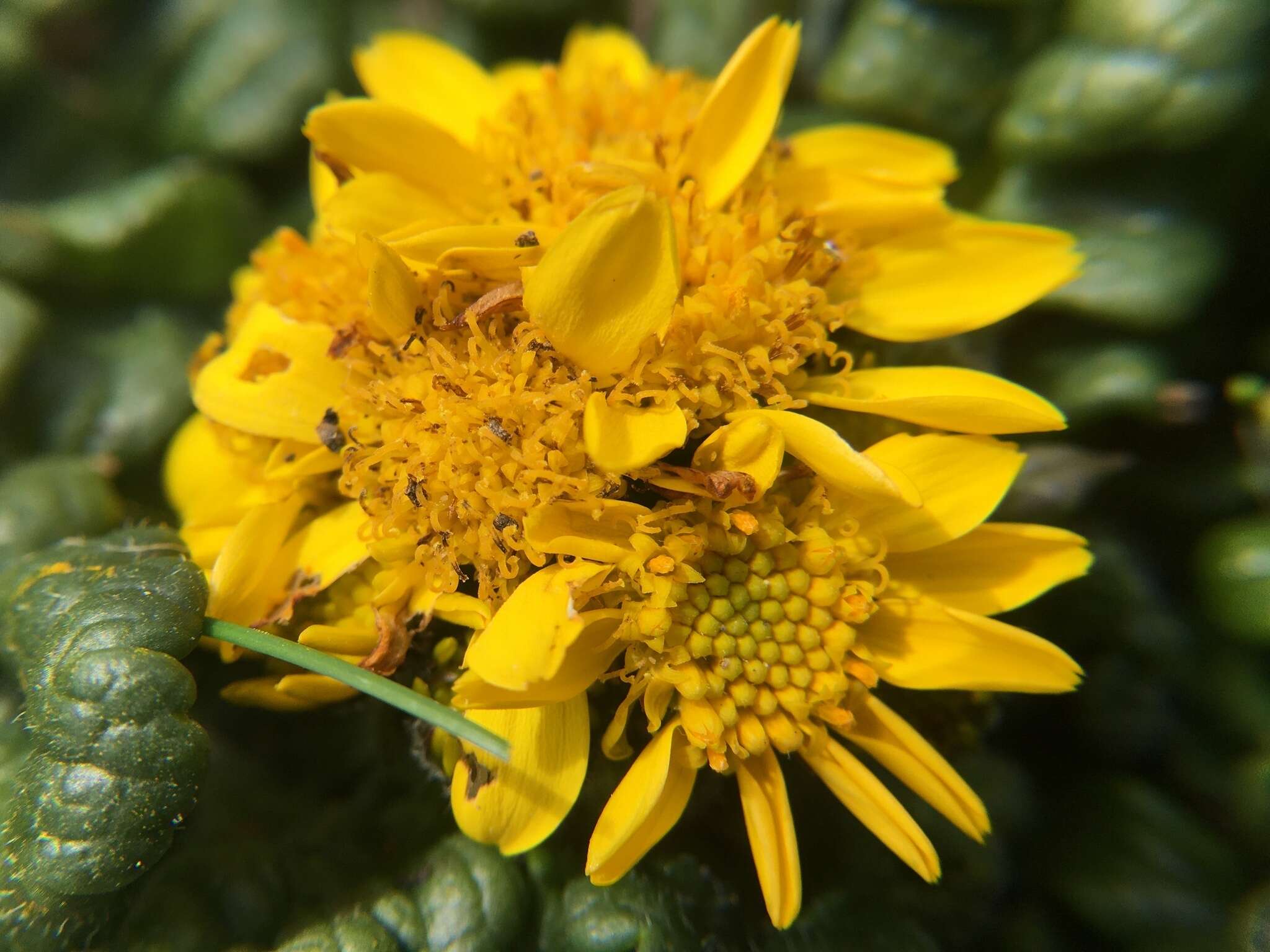 Image of Bolander's ragwort