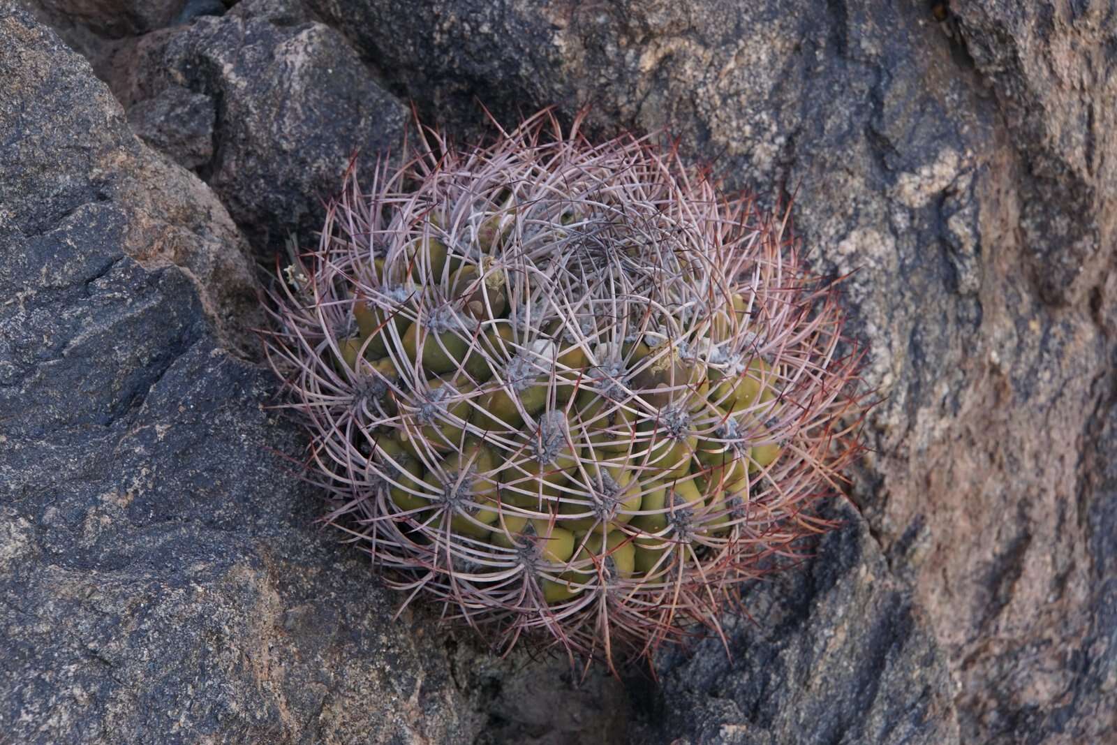 Image of Gymnocalycium saglionis (F. Cels) Britton & Rose