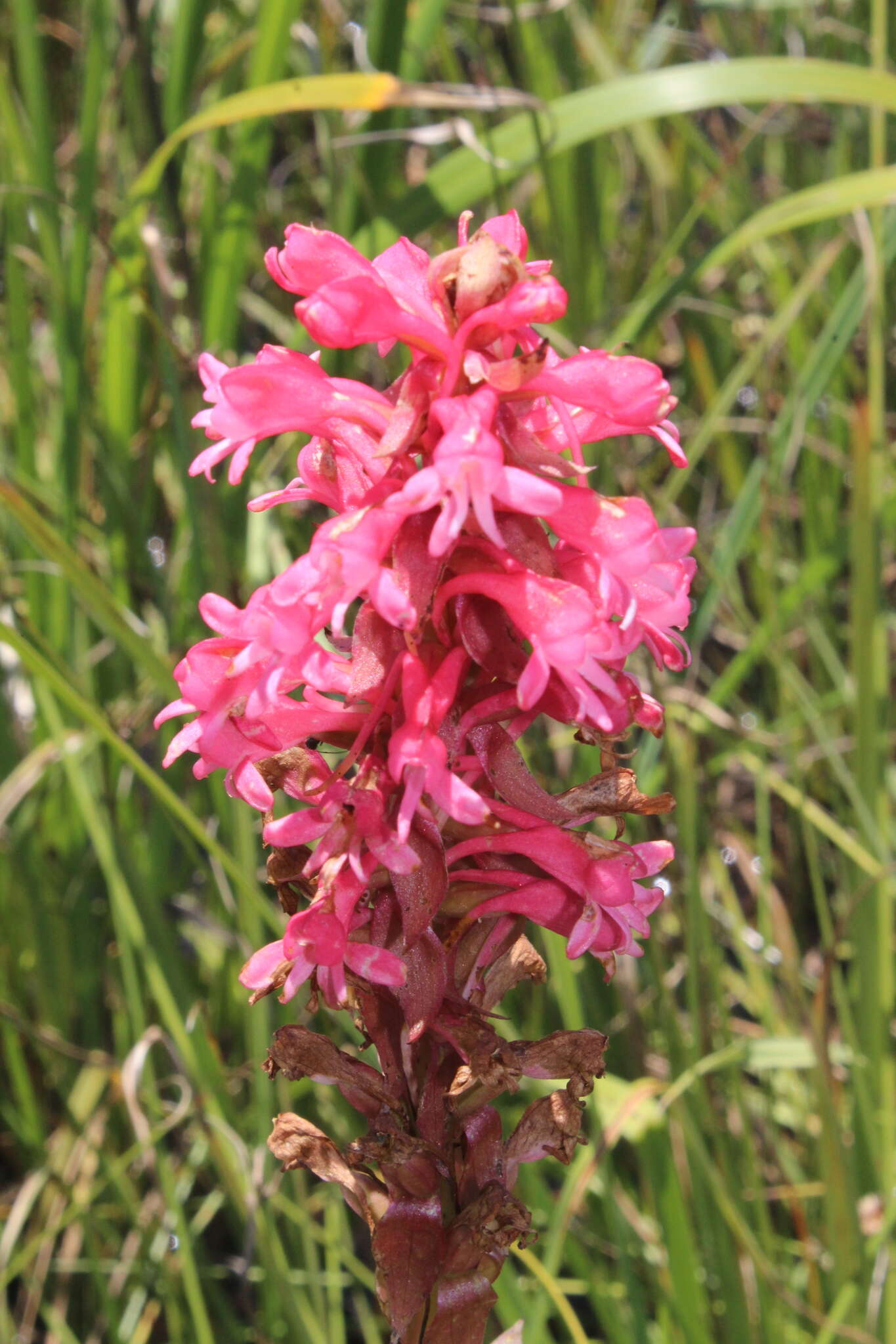 Image of Satyrium hallackii Bolus