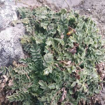 Image of Phacelia platycarpa (Cav.) Spreng.