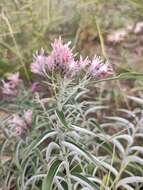 Image of Saussurea salicifolia (L.) DC.