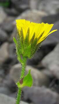 Imagem de Hieracium amplexicaule L.