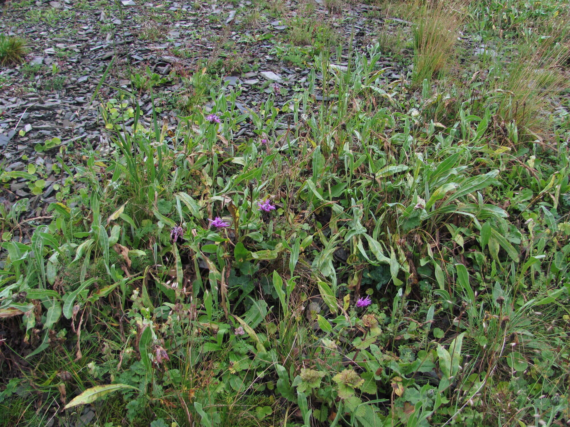 Слика од Centaurea cheiranthifolia subsp. willdenowii (Czer.) A. D. Mikheev