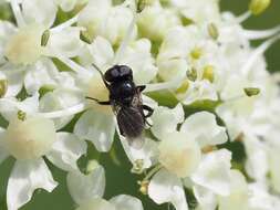 Image of Litophasia hyalipennis (Fallen 1815)