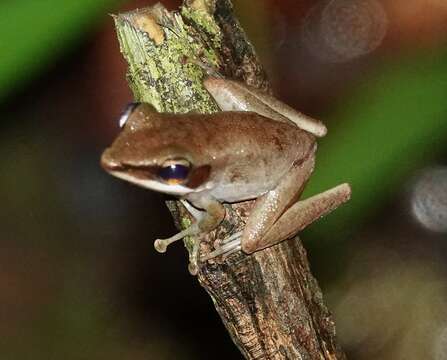 Sivun Chalcorana labialis (Boulenger 1887) kuva