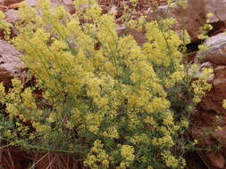 Image of Galium libanoticum Ehrend.