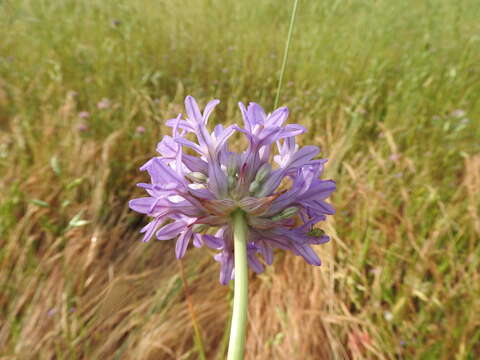 Sivun Dichelostemma multiflorum (Benth.) A. Heller kuva