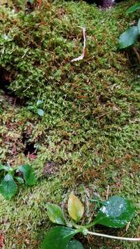 Image of tetraphis moss