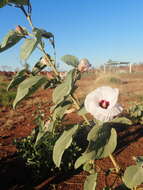 Image of Cienfuegosia australis (F. Müll.) K. Schum.